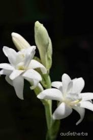 augmented_Polianthes tuberosa flower3_0_9002.jpeg